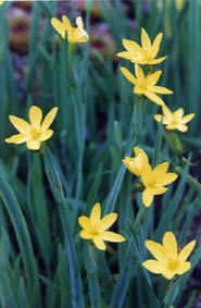 Sisyrinchium brachypus